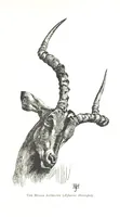 An illustration from Days and Nights in the Desert. With ... illustrations (1888)