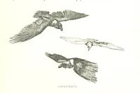 An illustration from Days and Nights in the Desert. With ... illustrations (1888)