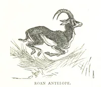 An illustration from Days and Nights in the Desert. With ... illustrations (1888)