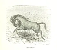 An illustration from Days and Nights in the Desert. With ... illustrations (1888)