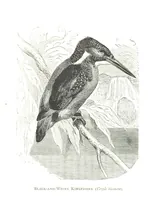 An illustration from Days and Nights in the Desert. With ... illustrations (1888)