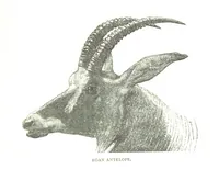 An illustration from Days and Nights in the Desert. With ... illustrations (1888)