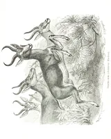 An illustration from Days and Nights in the Desert. With ... illustrations (1888)