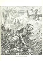 An illustration from Days and Nights in the Desert. With ... illustrations (1888)