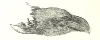 An illustration from Days and Nights in the Desert. With ... illustrations (1888)