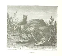 An illustration from Days and Nights in the Desert. With ... illustrations (1888)