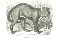 An illustration from Days and Nights in the Desert. With ... illustrations (1888)