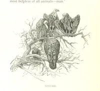 An illustration from Days and Nights in the Desert. With ... illustrations (1888)