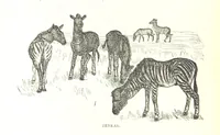 An illustration from Days and Nights in the Desert. With ... illustrations (1888)