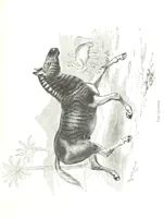 An illustration from Days and Nights in the Desert. With ... illustrations (1888)