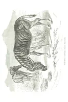 An illustration from Days and Nights in the Desert. With ... illustrations (1888)
