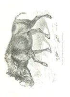 An illustration from Days and Nights in the Desert. With ... illustrations (1888)