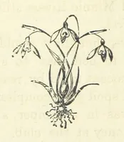 An illustration from Harry Dale's Jockey “Wild Rose.” Her Life and Adventures (1893)