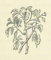 An illustration from Harry Dale's Jockey “Wild Rose.” Her Life and Adventures (1893)