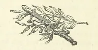 An illustration from Harry Dale's Jockey “Wild Rose.” Her Life and Adventures (1893)