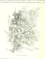 An illustration from La Suisse pittoresque (1882)