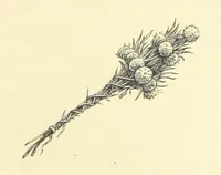 An illustration from Travels in Tunisia. With a glossary, a map, a bibliography, and fifty illustrations (1887)