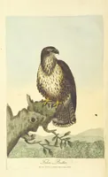 Picture 1 of 48 from British Ornithology; being the history, with a coloured representation of every known species of British birds (1811), leaf 10