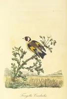 Picture 20 of 48 from British Ornithology; being the history, with a coloured representation of every known species of British birds (1811), leaf 100
