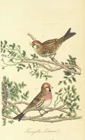 An illustration from British Ornithology; being the history, with a coloured representation of every known species of British birds (1811)