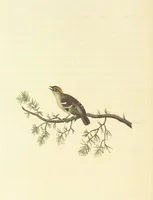 An illustration from British Ornithology; being the history, with a coloured representation of every known species of British birds (1811)