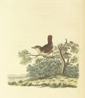 An illustration from British Ornithology; being the history, with a coloured representation of every known species of British birds (1811)