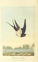 An illustration from British Ornithology; being the history, with a coloured representation of every known species of British birds (1811)