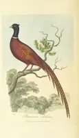 An illustration from British Ornithology; being the history, with a coloured representation of every known species of British birds (1811)