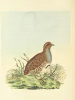 An illustration from British Ornithology; being the history, with a coloured representation of every known species of British birds (1811)