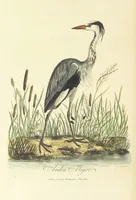 An illustration from British Ornithology; being the history, with a coloured representation of every known species of British birds (1811)