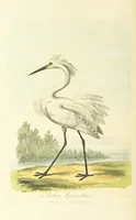 An illustration from British Ornithology; being the history, with a coloured representation of every known species of British birds (1811)