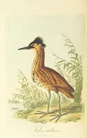 An illustration from British Ornithology; being the history, with a coloured representation of every known species of British birds (1811)