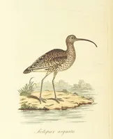 An illustration from British Ornithology; being the history, with a coloured representation of every known species of British birds (1811)