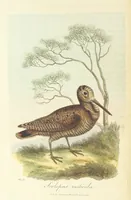 An illustration from British Ornithology; being the history, with a coloured representation of every known species of British birds (1811)