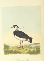 An illustration from British Ornithology; being the history, with a coloured representation of every known species of British birds (1811)
