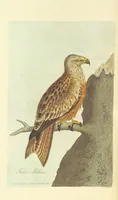 An illustration from British Ornithology; being the history, with a coloured representation of every known species of British birds (1811)