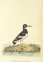 Picture 36 of 48 from British Ornithology; being the history, with a coloured representation of every known species of British birds (1811), leaf 180