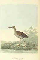 An illustration from British Ornithology; being the history, with a coloured representation of every known species of British birds (1811)