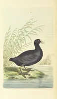 An illustration from British Ornithology; being the history, with a coloured representation of every known species of British birds (1811)