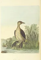 An illustration from British Ornithology; being the history, with a coloured representation of every known species of British birds (1811)