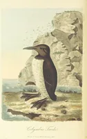 An illustration from British Ornithology; being the history, with a coloured representation of every known species of British birds (1811)