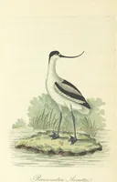 An illustration from British Ornithology; being the history, with a coloured representation of every known species of British birds (1811)