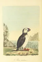 Picture 42 of 48 from British Ornithology; being the history, with a coloured representation of every known species of British birds (1811), leaf 208