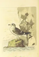 An illustration from British Ornithology; being the history, with a coloured representation of every known species of British birds (1811)