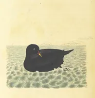 Picture 44 of 48 from British Ornithology; being the history, with a coloured representation of every known species of British birds (1811), leaf 218