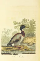 An illustration from British Ornithology; being the history, with a coloured representation of every known species of British birds (1811)