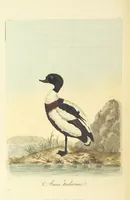 Picture 46 of 48 from British Ornithology; being the history, with a coloured representation of every known species of British birds (1811), leaf 228