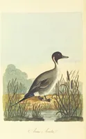 An illustration from British Ornithology; being the history, with a coloured representation of every known species of British birds (1811)