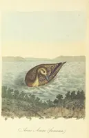 Picture 48 of 48 from British Ornithology; being the history, with a coloured representation of every known species of British birds (1811), leaf 236