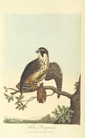 An illustration from British Ornithology; being the history, with a coloured representation of every known species of British birds (1811)